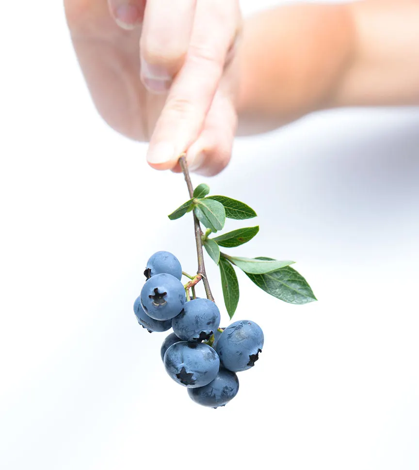 Refreshing Summer Blueberry Mojito